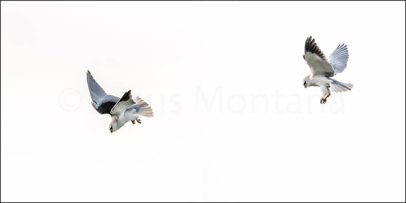 Vuelo Elanio Común.Elanus caeruleus