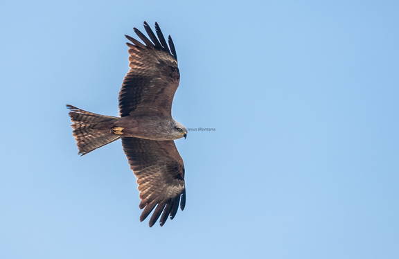milano negro buscando presa