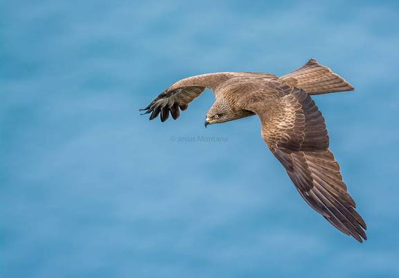 Milano negro sobre el mar