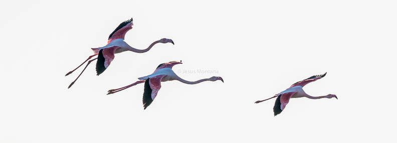 Vuelo flamencos