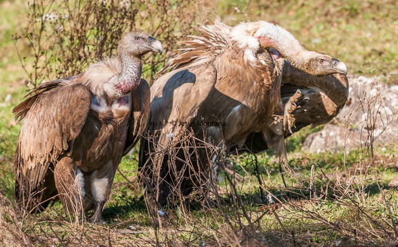 Buitre,Gyps fulvus,buitre leonado