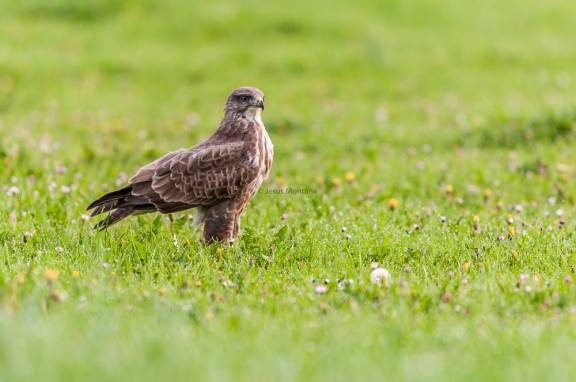 Ratonero comun.Buteo Buteo
