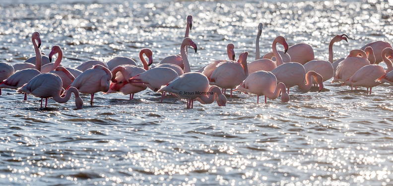 reflejos de flamenco