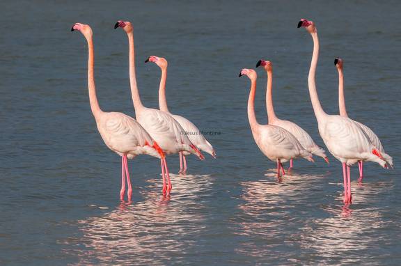 Reflejos de Phoenicopterus roseus