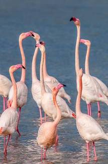 cuello de flamenco rosa