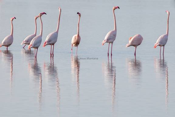 Reflejos de flamencos rosas