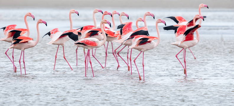Colores flamencos rosas