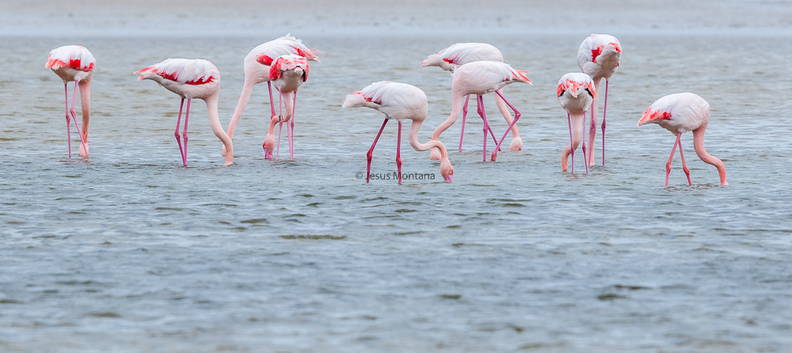 Phoenicopterus roseus filtrando agua