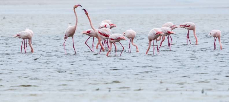 flamencos en Camargue