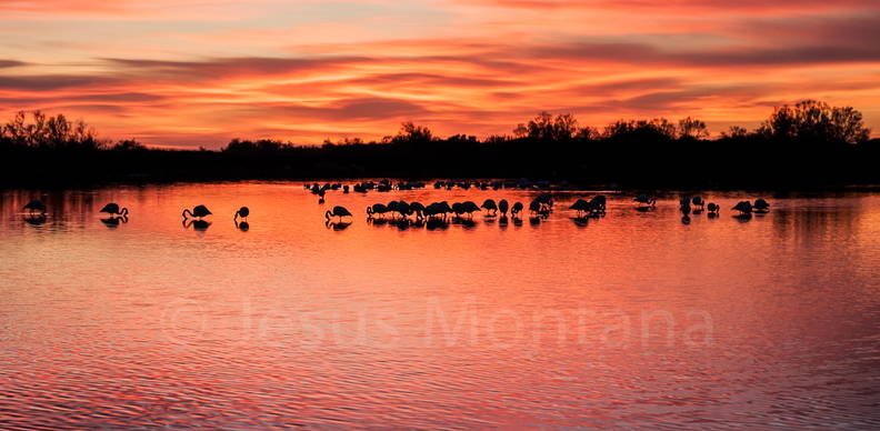 Puesta de sol flamencos,Marseille
