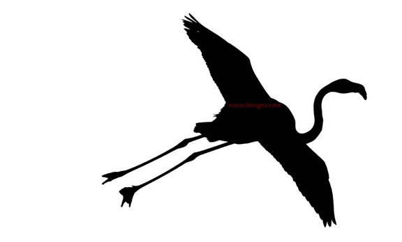 flamenco rosa en vuelo