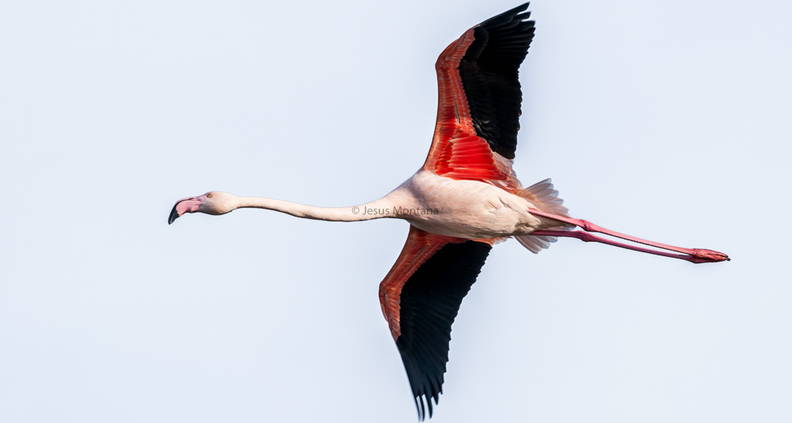Vuelo del flamenco rosa