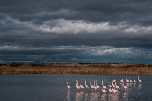 Flamencos rosas europeos