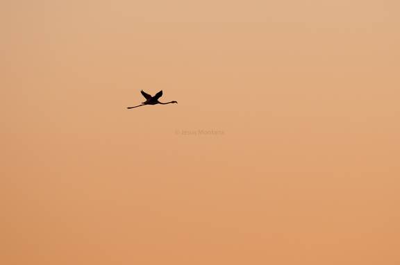 flamenco rosa en el cielo