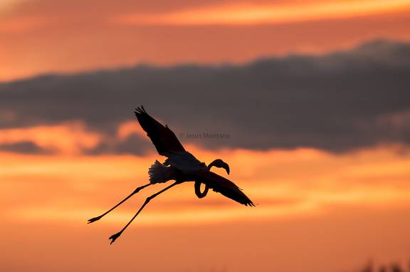 Flamenco rosa cielo de fuego