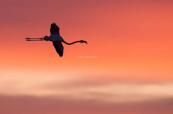 Flamenco rosa al anochecer