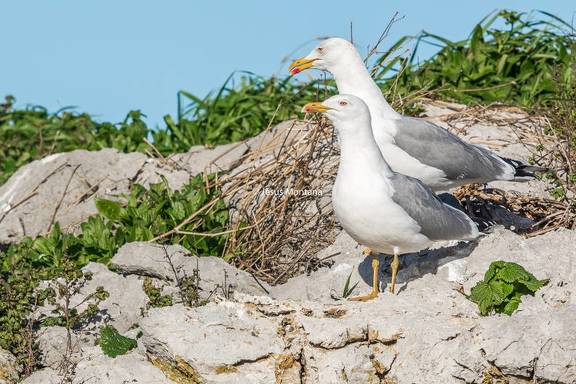 Gaviotas argénteas (Larus argentatus) en Asturias