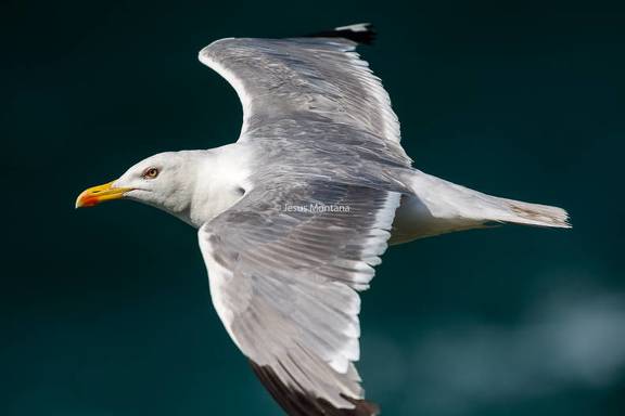 Gaviota argentea en vuelo