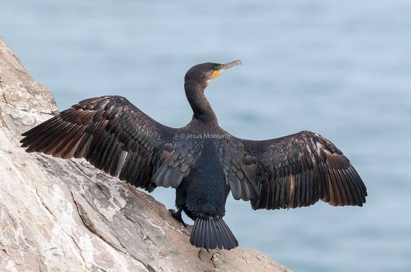 cormoran grande con las alas abiertas