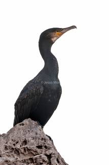 Cormoran grande, Phalacrocorax carbo