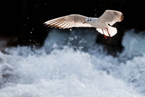 Gaviota reidora en vuelo