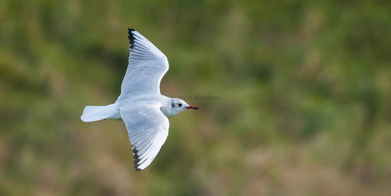 Gaviota reidora .Chroicocephalus ridibundus