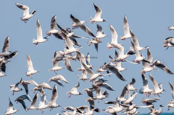 grupo de gaviotas reidoras