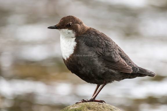 mirlo acuatico en Cantabria