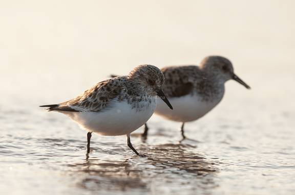 Correlimos (calidris) en la playa