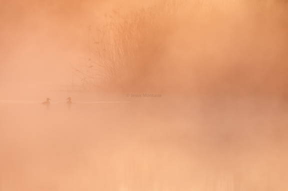 somormujo lavanco en la niebla