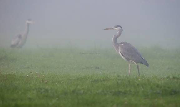 garzas reales en la niebla.Ardea cinerea