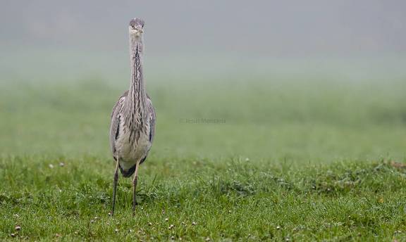 garza real.Ardea cinerea