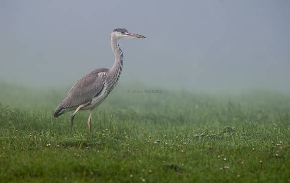 garza real niebla.Ardea cinerea