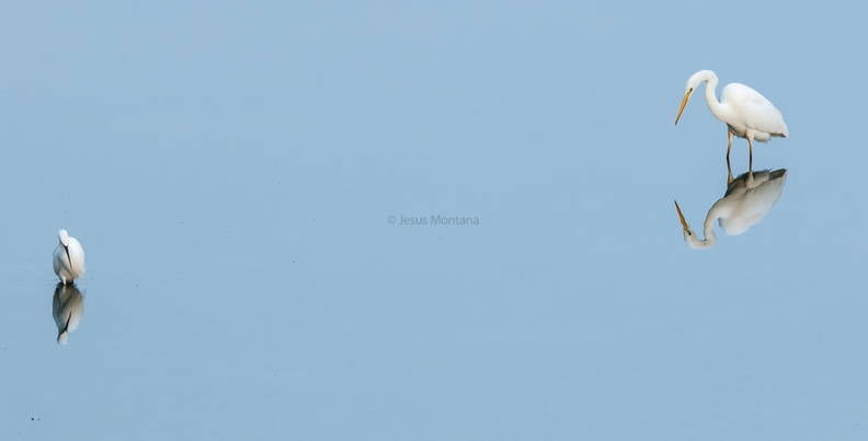 garceta grande.Ardea alba