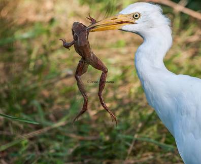 Garcilla Bueyera comiendo rana