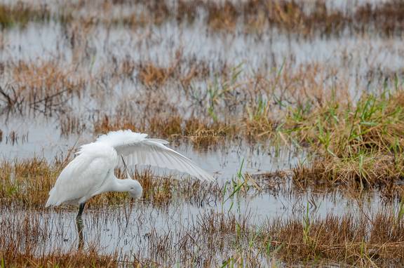 Garceta común limpieza.Egretta garzetta
