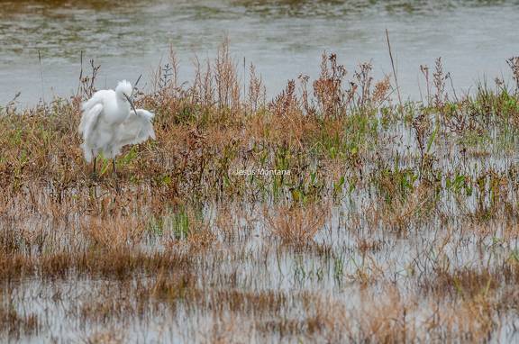 garceta común (Egretta garzetta)