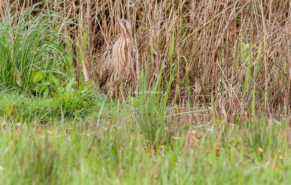 avetoro común (Botaurus stellaris) en Oyambre