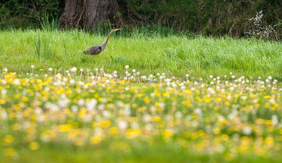 Ardea purpurea.Garza imperial