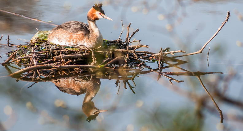 Somormujo lavanco.Podiceps cristatus
