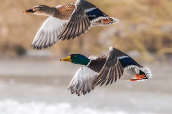 ánade real o azulón (Anas platyrhynchos), macho y hembra, en vuelo