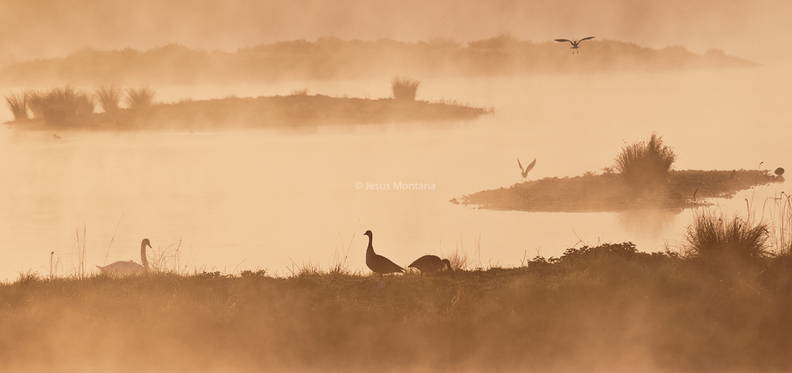 Bruma en la charca