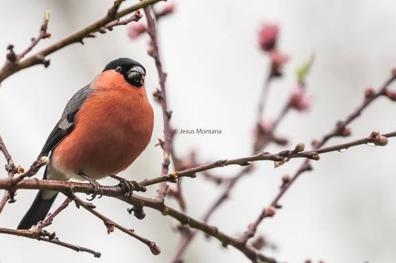 camachuelo común (Pyrrhula pyrrhula) macho