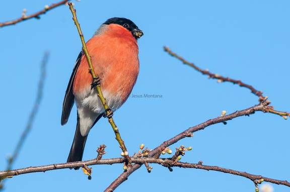camachuelo común.Pyrrhula pyrrhula