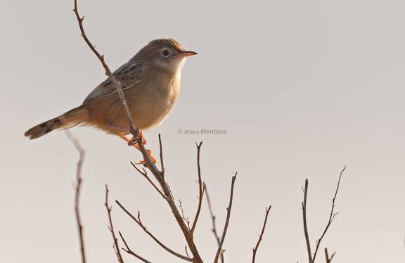 Buitrón.Cisticola juncidis
