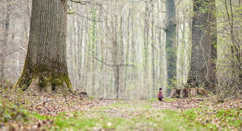 faisan comun (Phasianus colchicus) en un bosque. Ave cinegetica.
