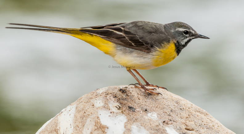 lavandera cascadeña,Motacilla cinerea