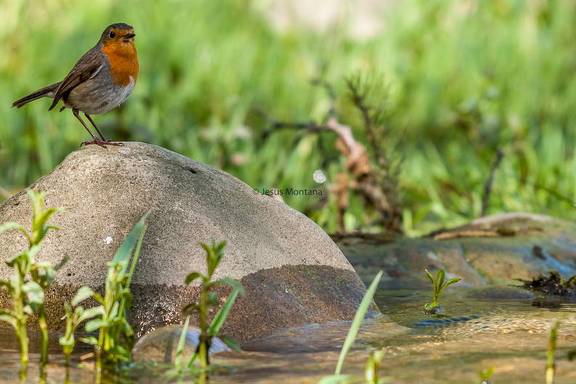 Erithacus rubecula.Petirrojo