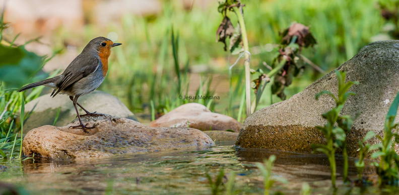 Petirrojo en el rio