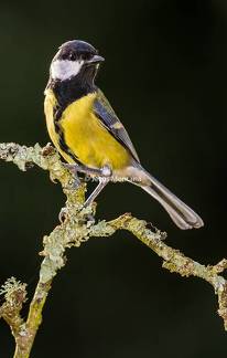 carbonero comun posado en una rama